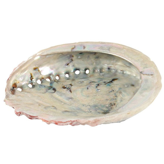 Large Abalone Shell 12-14cm N/A