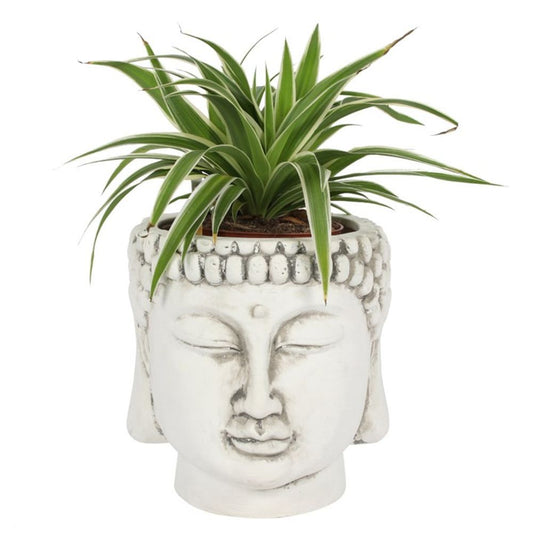 White Terracotta Buddha Head Planter N/A