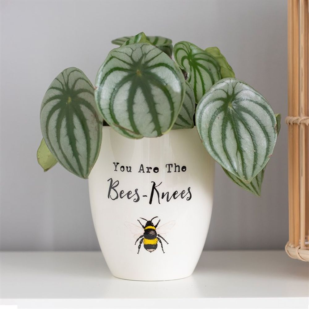 You Are the Bees Knees Ceramic Plant Pot N/A