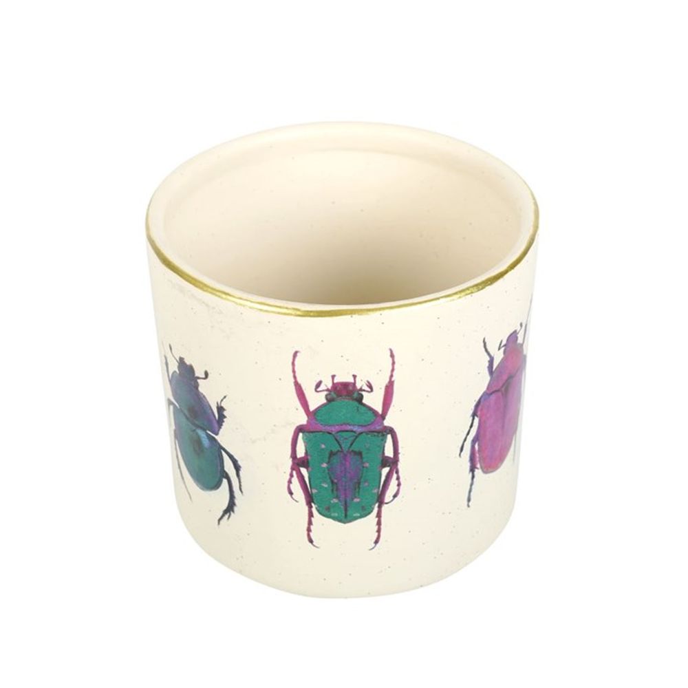 Off White Beetle Plant Pot N/A