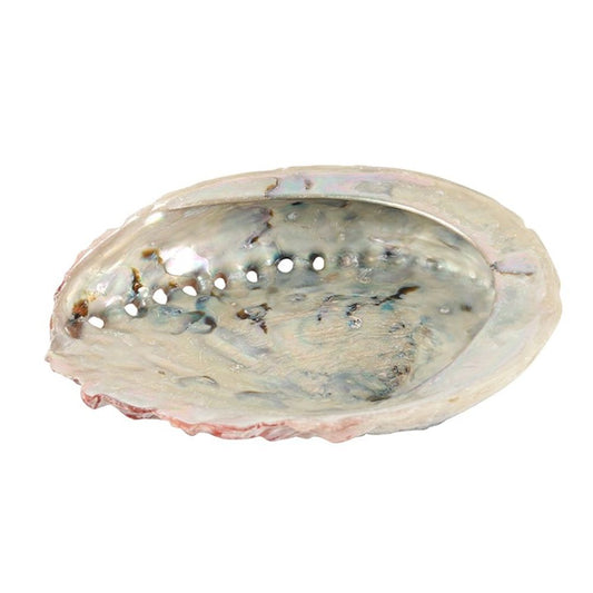 10cm Abalone Shell N/A