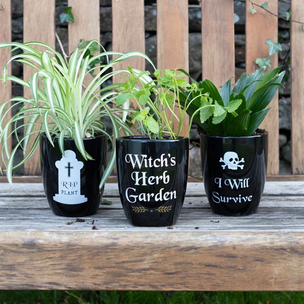 Witch's Herb Garden Plant Pot N/A