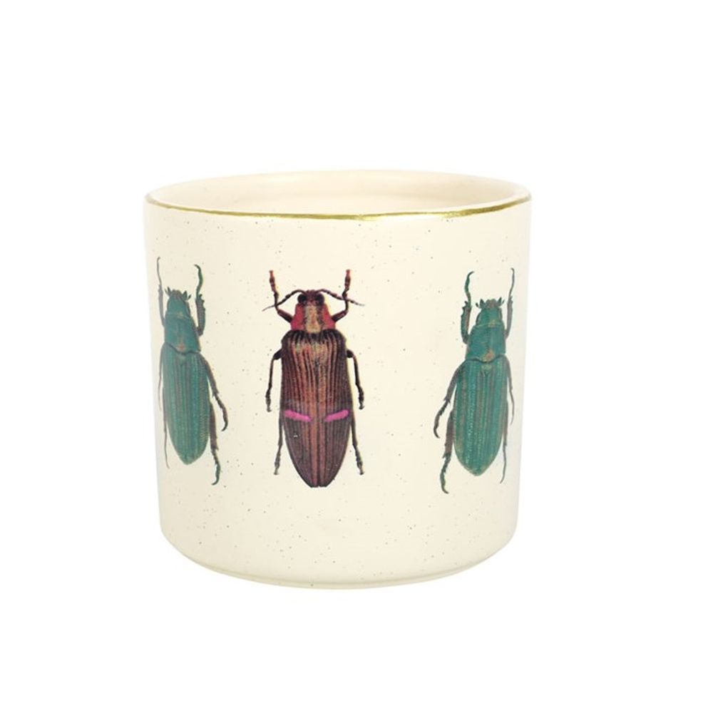 Off White Beetle Plant Pot N/A